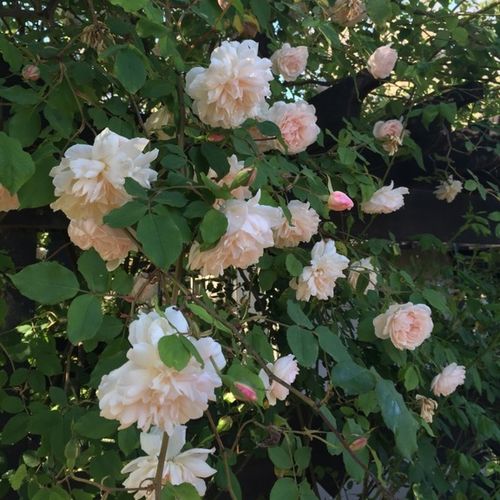 Crem, cu tentă roz - Trandafir copac cu trunchi înalt - cu flori tip trandafiri englezești - coroană curgătoare